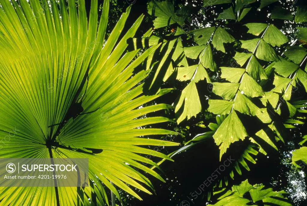 Fishtail Palm (Caryota mitis) and Woka Palms (Livingstonia rotundifolia) in small forest floor sun gap, Tangkoko-Dua Saudara Reserve, Sulawesi, Indonesia