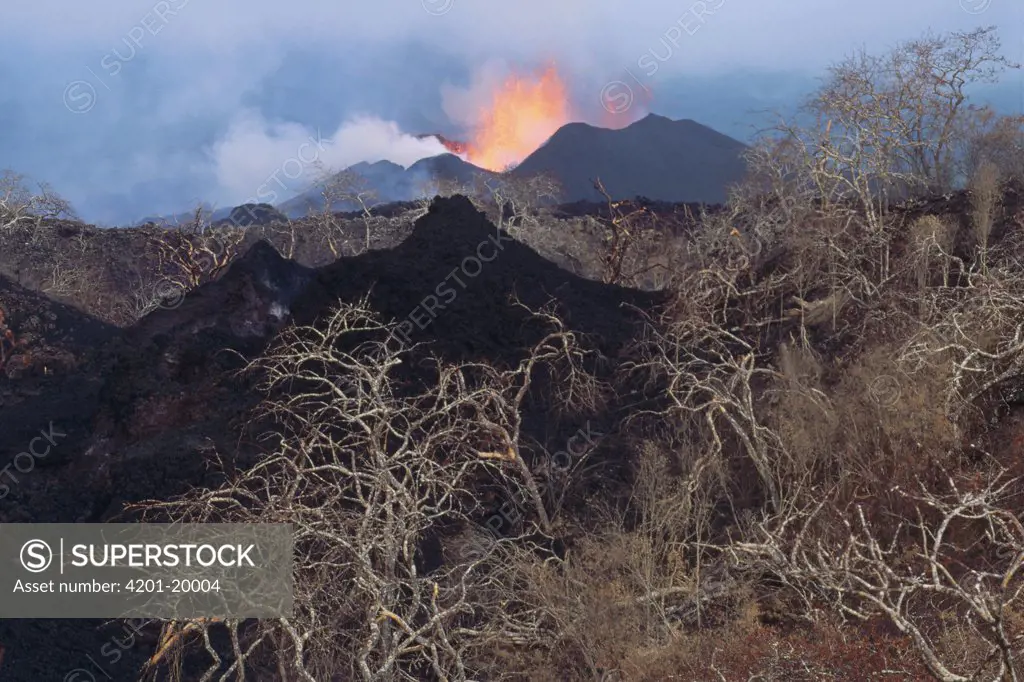 New spatter cones in old vegetated crater with lava fountain from active vent along fissure on flank of volcano, Fernandina Island, Galapagos Islands, Ecuador