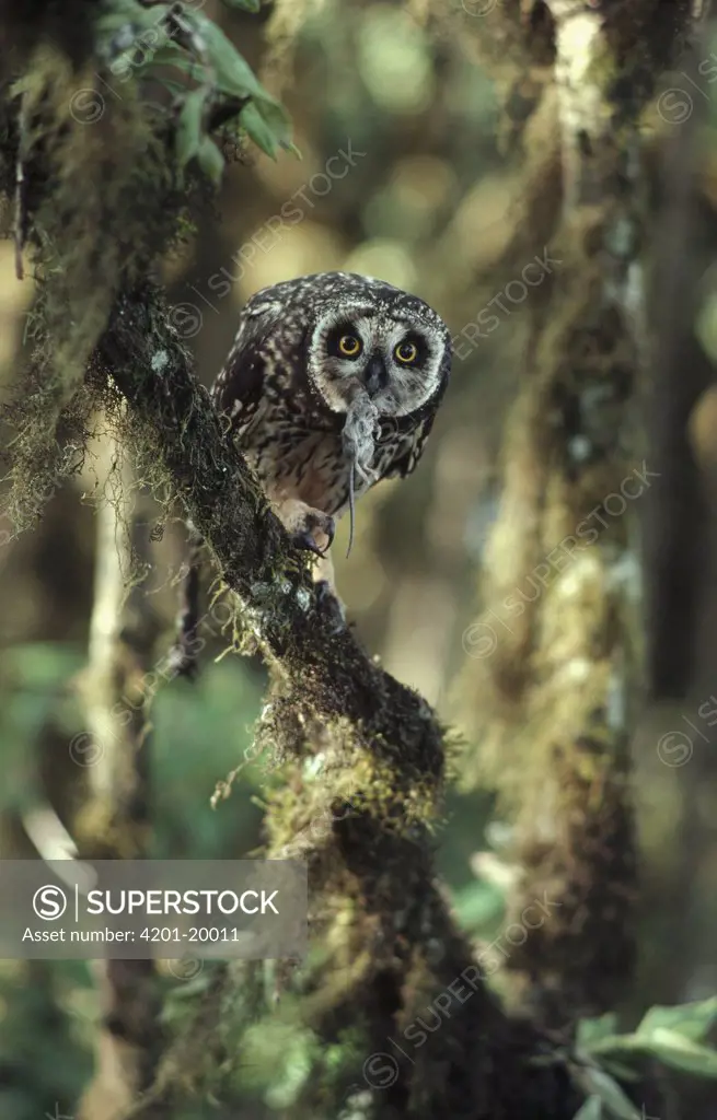Short-eared Owl (Asio flammeus) with freshly caught mouse in scalesia forest highlands, Santa Cruz Island, Galapagos Islands, Ecuador