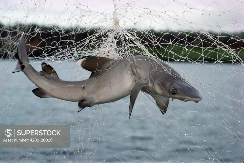 Illegal gillnet fishing officially banned since 1989 Illicit gill nests snare baby sharks in mangrove nurseries, Academy Bay, Santa Cruz Island, Galapagos Islands, Ecuador
