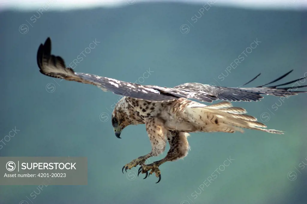 Galapagos Hawk (Buteo galapagoensis) flying, Isabella Island, Galapagos Islands, Ecuador
