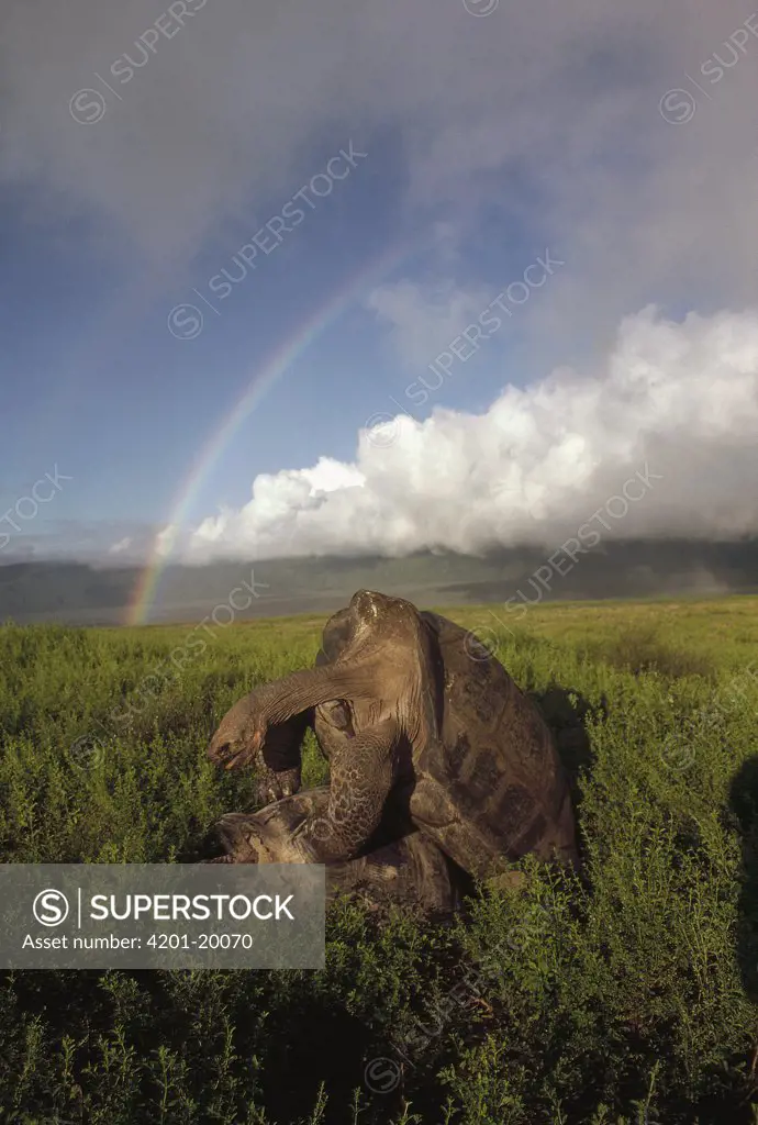Galapagos Giant Tortoise (Geochelone nigra) couple mating in rainy season, Alcedo Volcano, Isabella Island, Galapagos Islands, Ecuador