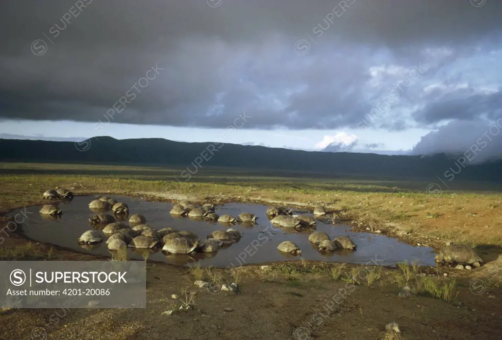 Galapagos Giant Tortoise (Geochelone nigra) group congregating in seasonal pool inside caldera, Alcedo Volcano, Isabella Island, Galapagos Islands, Ecuador
