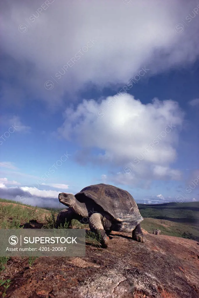 Galapagos Giant Tortoise (Geochelone nigra) on caldera rim, Alcedo Volcano, Isabella Island, Galapagos Islands, Ecuador