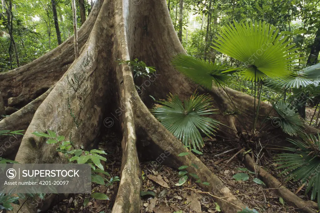 Woka Palm (Livingstonia rotundifolia) and buttress in lowland rainforest understory, Tangkoko-Dua Saudara Nature Reserve, Sulawesi, Indonesia