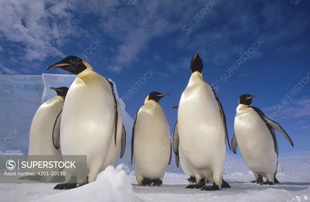 Emperor Penguin (Aptenodytes forsteri) group, near Ekstrom Ice Shelf, Weddell Sea, Antarctica