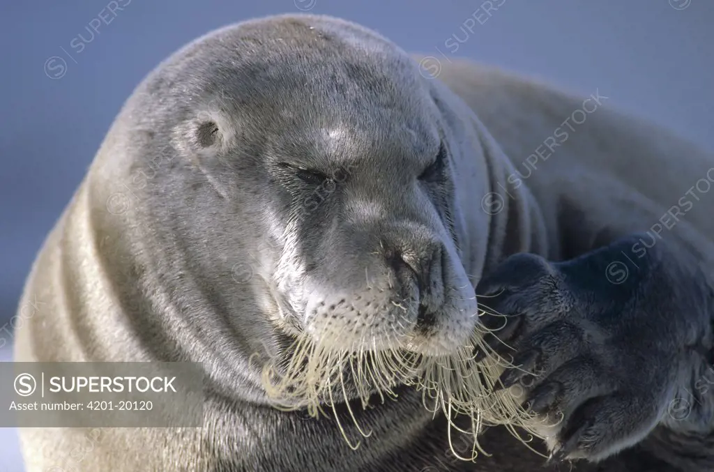 Bearded Seal (Erignathus barbatus) resting on ice floe, Kongsfjorden, Spitsbergen, Svalbard, Norwegian Arctic