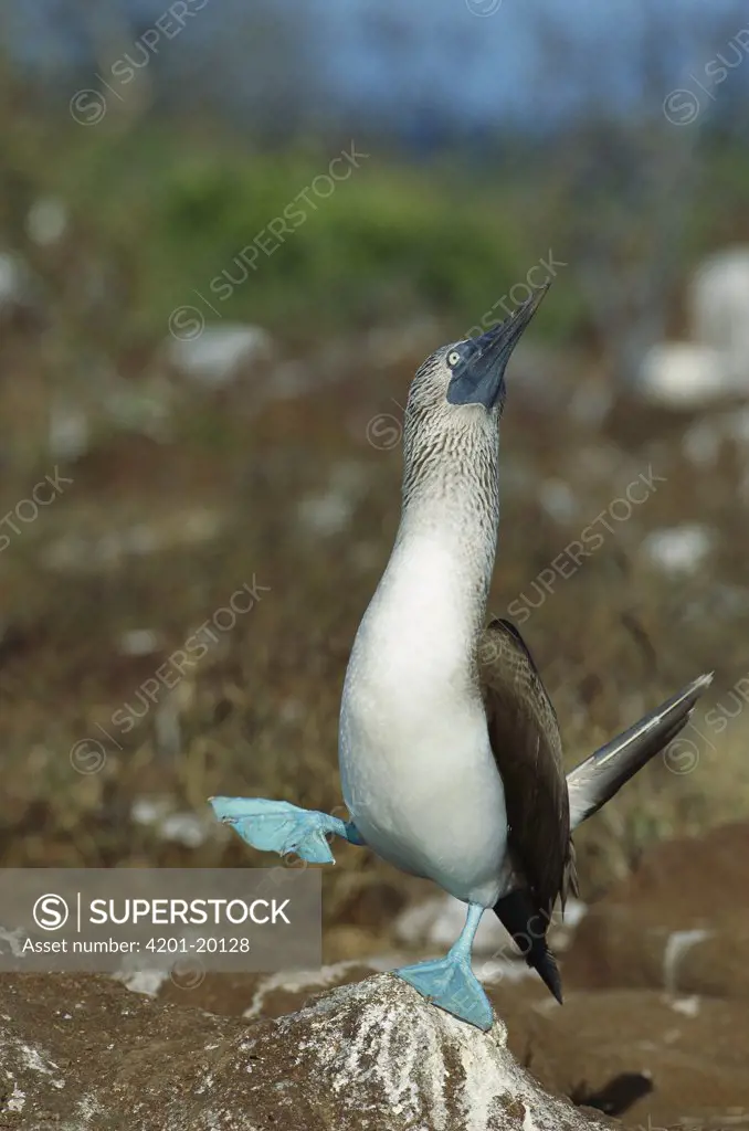 Blue-footed Booby (Sula nebouxii) dancing, Galapagos Islands, Ecuador