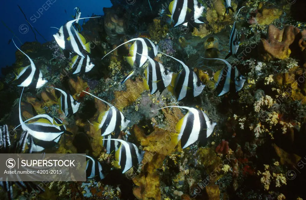 Bannerfish (Heniochus diphreutes) school along reef, Manado, North Sulawesi, Indonesia
