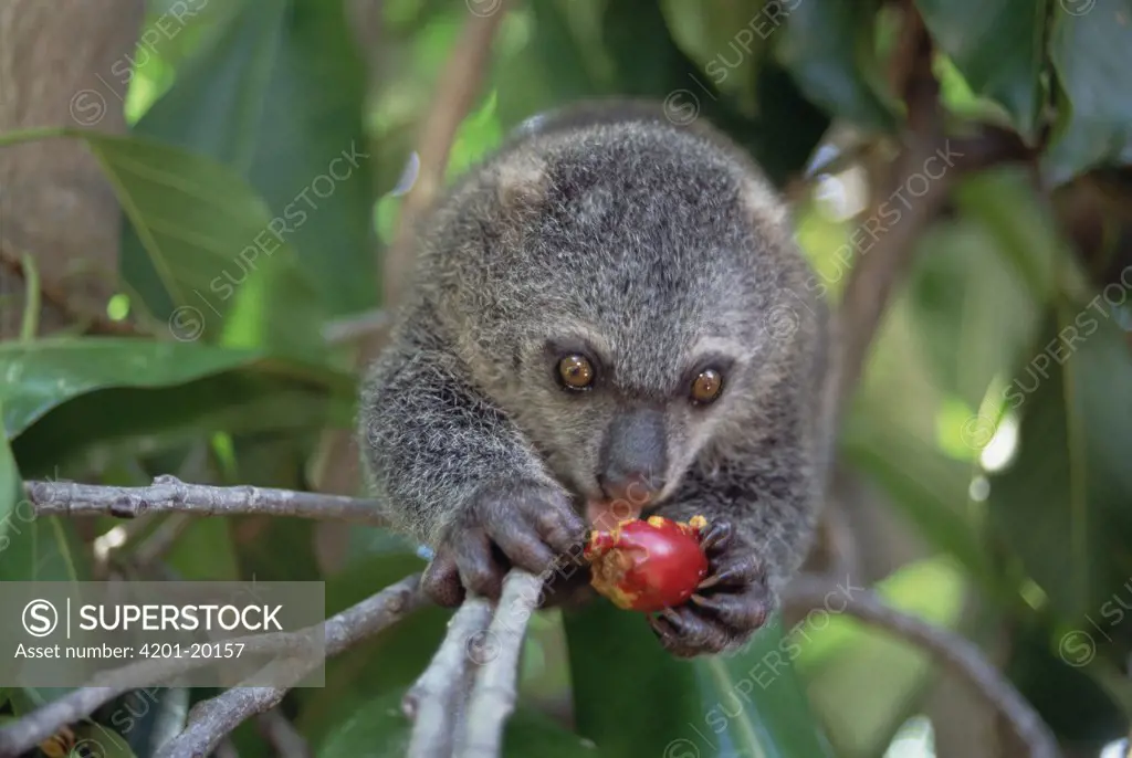 Bear Cuscus (Ailurops ursinus) an endemic marsupial feeding on False Banyon (Ficus altissima) fruit, Tangkoko-Dua Saudara Nature Reserve, Sulawesi, Indonesia