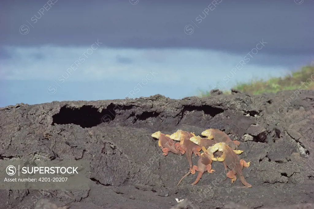 Galapagos Land Iguana (Conolophus subcristatus) female group sharing a male's lava burrow during breeding season, Fernandina Island, Galapagos Islands, Ecuador