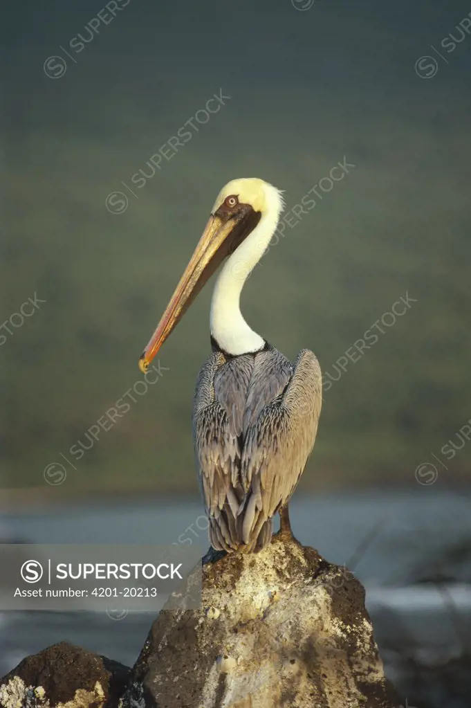 Brown Pelican (Pelecanus occidentalis) in pre-breeding plumage, Urvina Bay, Isabella Island, Galapagos Islands, Ecuador
