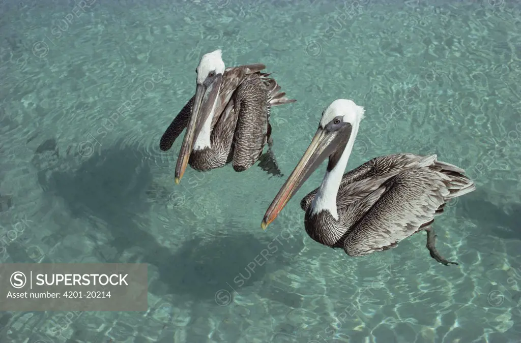 Brown Pelican (Pelecanus occidentalis) pair, Turtle Bay, Santa Cruz Island, Galapagos Islands, Ecuador