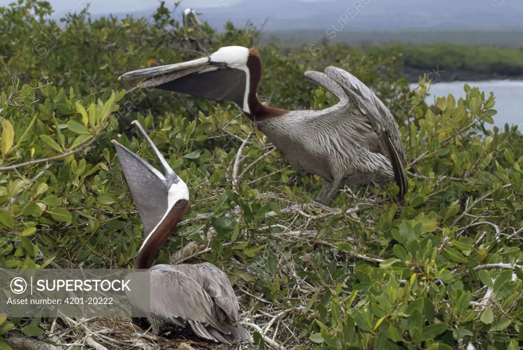 Brown Pelican (Pelecanus occidentalis) pair greeting display at nest change-over in shoreline Mangrove (Avicennia sp), Turtle Bay, Santa Cruz Island, Galapagos Islands, Ecuador