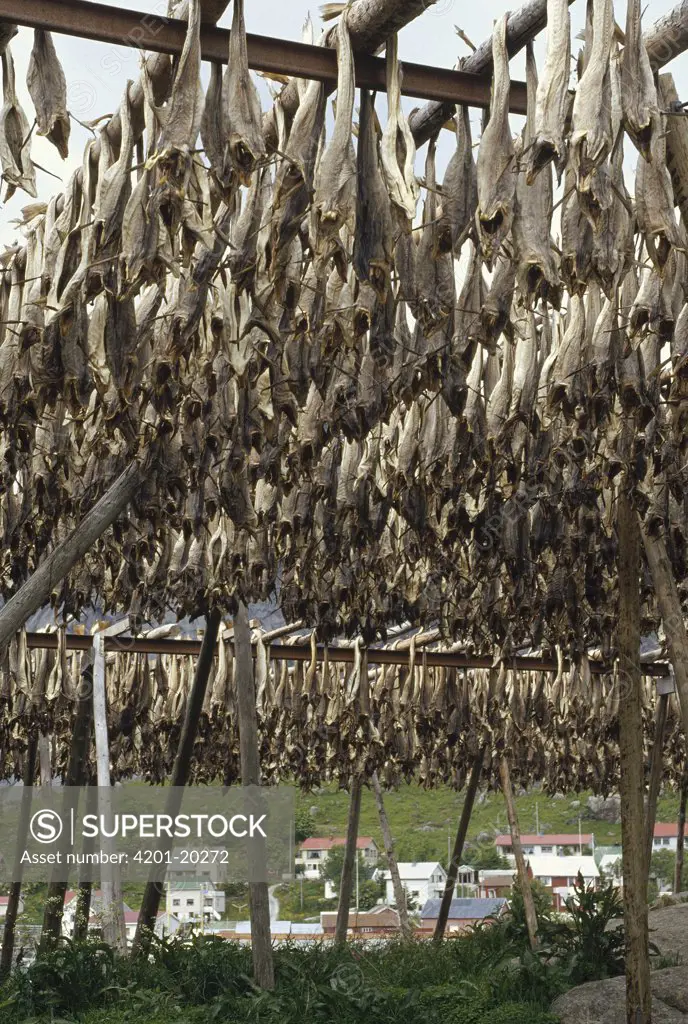 Traditional air-drying of winter Cod, a method unchanged since Viking times, Reine, Lofoten Island, Norway
