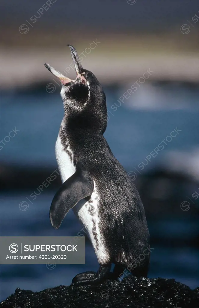 Galapagos Penguin (Spheniscus mendiculus) braying to attract mate, Cape Douglas, Fernandina Island, Galapagos Islands, Ecuador