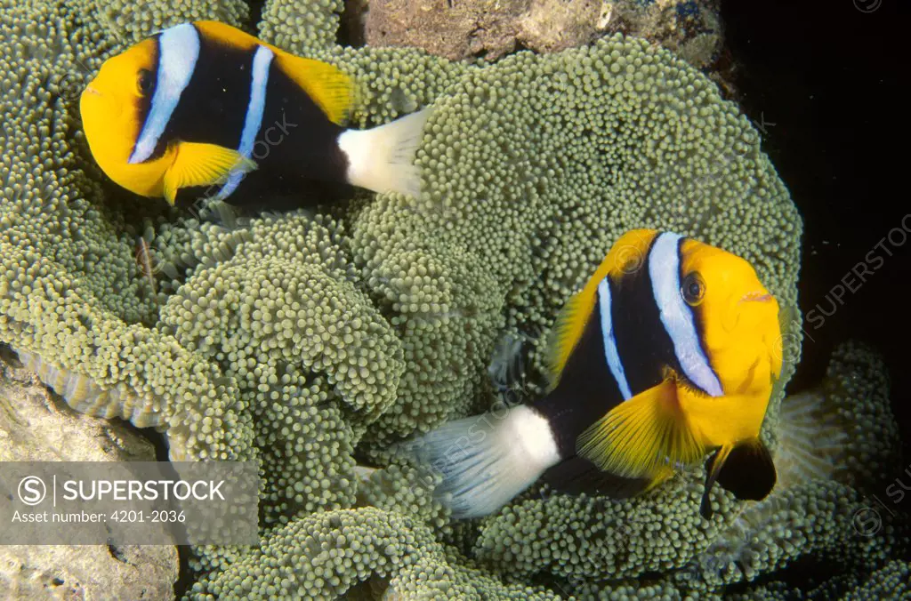 Orange-fin Anemonefish (Amphiprion chrysopterus) pair with Sea Anemone, Milne Bay, Papua New Guinea