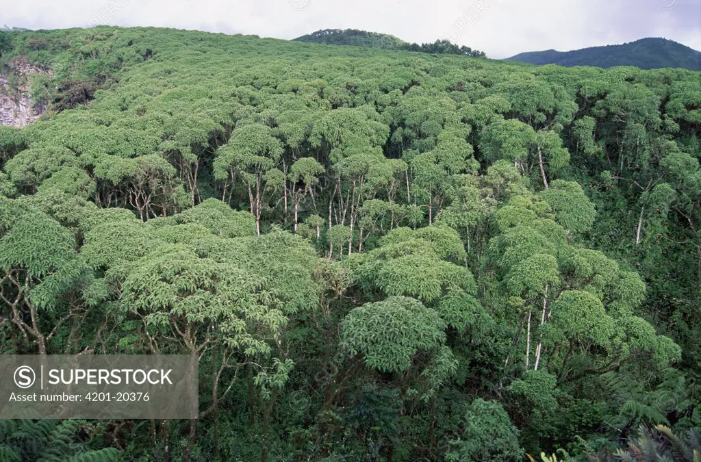 Scalesia (Scalesia sp) forest, lush canopy during cold wet season, highlands of Santa Cruz Island, Galapagos Islands, Ecuador