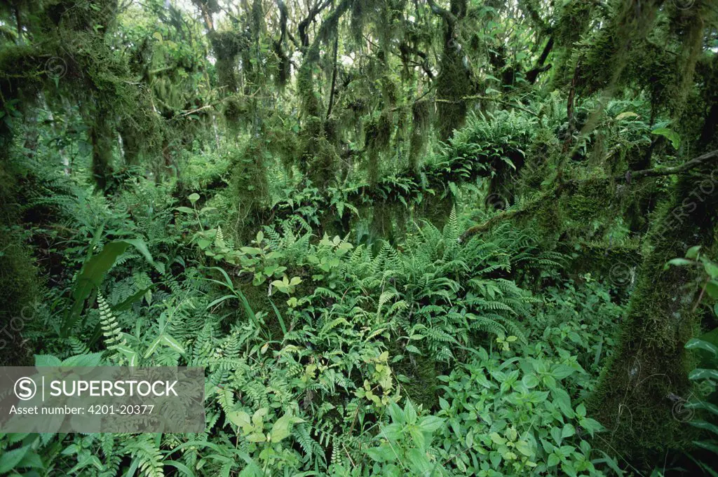 Scalesia (Scalesia sp) forest, fern laden understory during cold season, highlands of Santa Cruz Island, Galapagos Islands, Ecuador