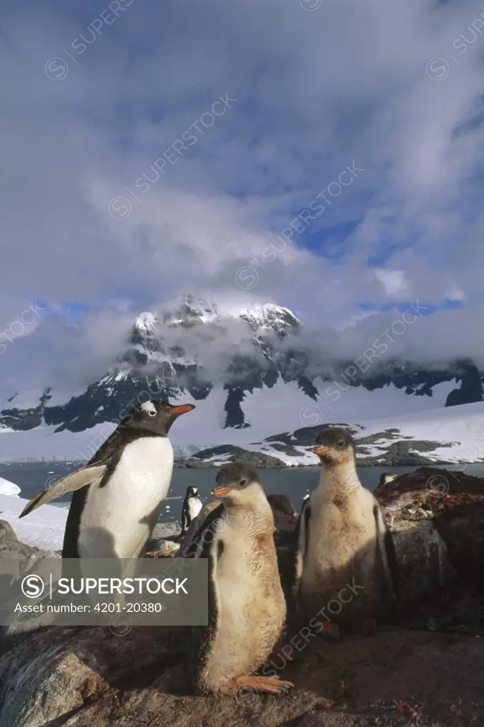 Gentoo Penguin (Pygoscelis papua) with well fed chicks, Port Lockroy, Wiencke Island, Antarctic Peninsula, Antarctica