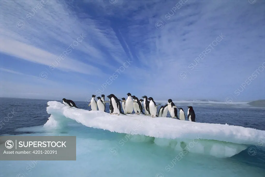 Adelie Penguin (Pygoscelis adeliae) group crowding on melting summer ice floe, Possession Island, Ross Sea, Antarctica