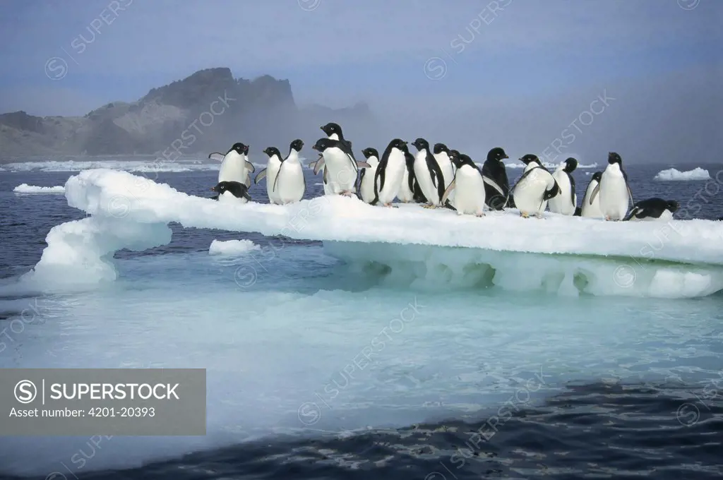 Adelie Penguin (Pygoscelis adeliae) group crowding on melting summer ice floe, Possession Island, Ross Sea, Antarctica