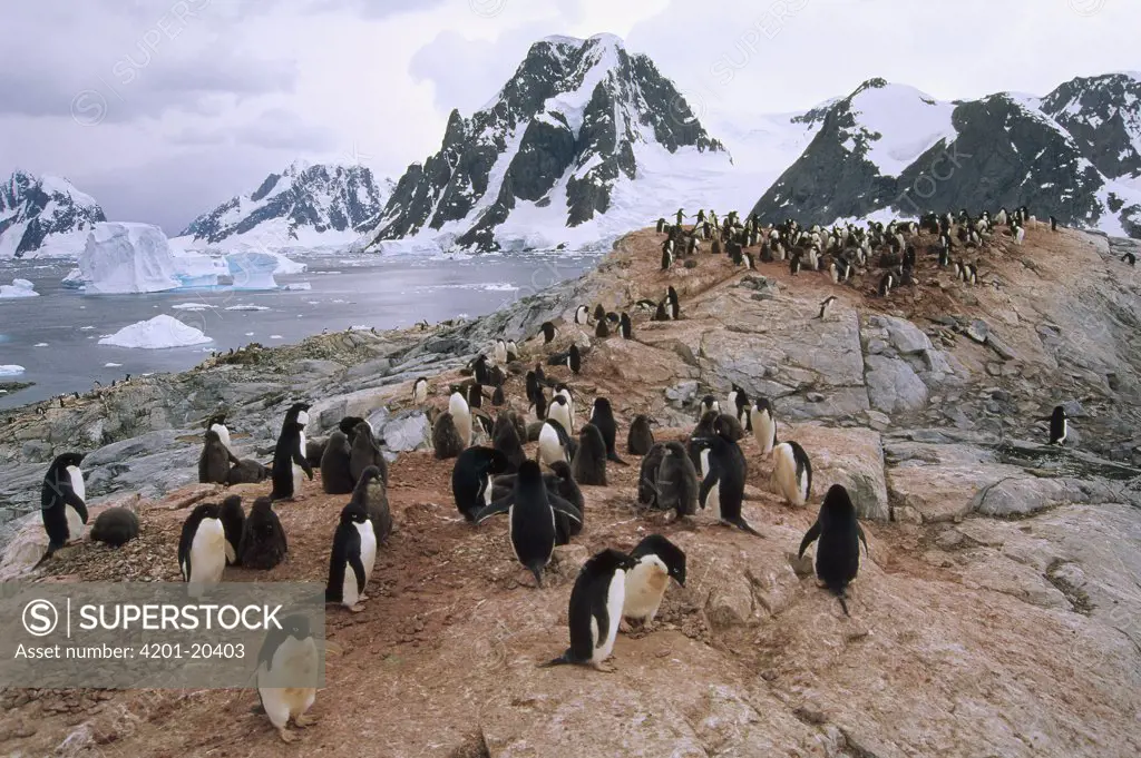 Adelie Penguin (Pygoscelis adeliae) rookery, Petermann Island, Antarctic Peninsula, Antarctica