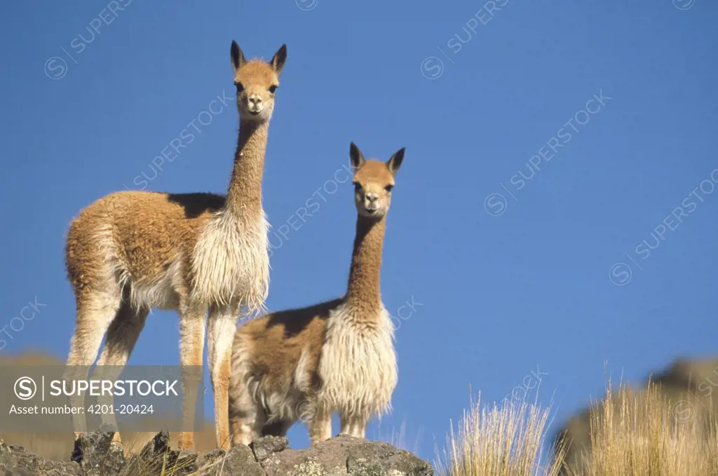 Vicuna (Vicugna vicugna) pair, a wild camelid of the high Andes exploited for its extremely fine wool, Pampas Galeras Nature Reserve, Peru