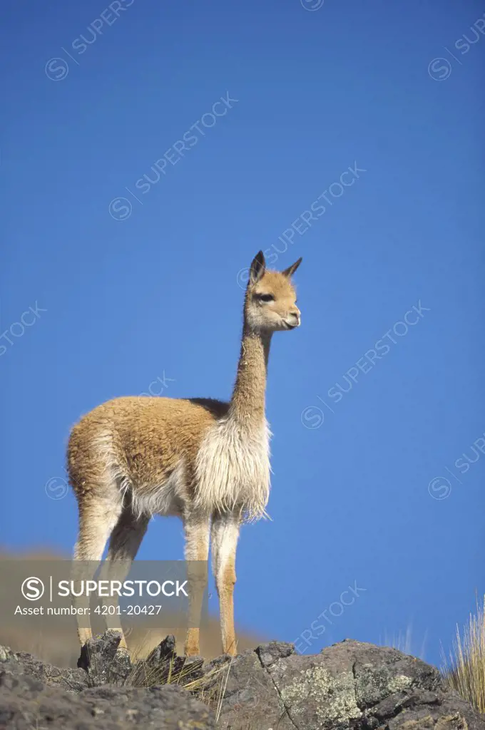 Vicuna (Vicugna vicugna) wild Andean camelid on high Andes exploited for its extremely fine wool, portrait, Pampa Galeras Nature Reserve, Peru