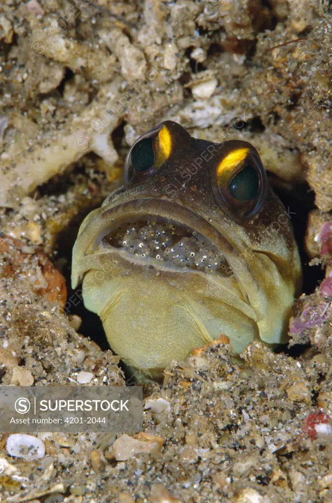 Spotfin Jawfish (Opistognathus sp) male protectively incubating a clutch of eggs in his mouth, Manado, Sulawesi, Indonesia