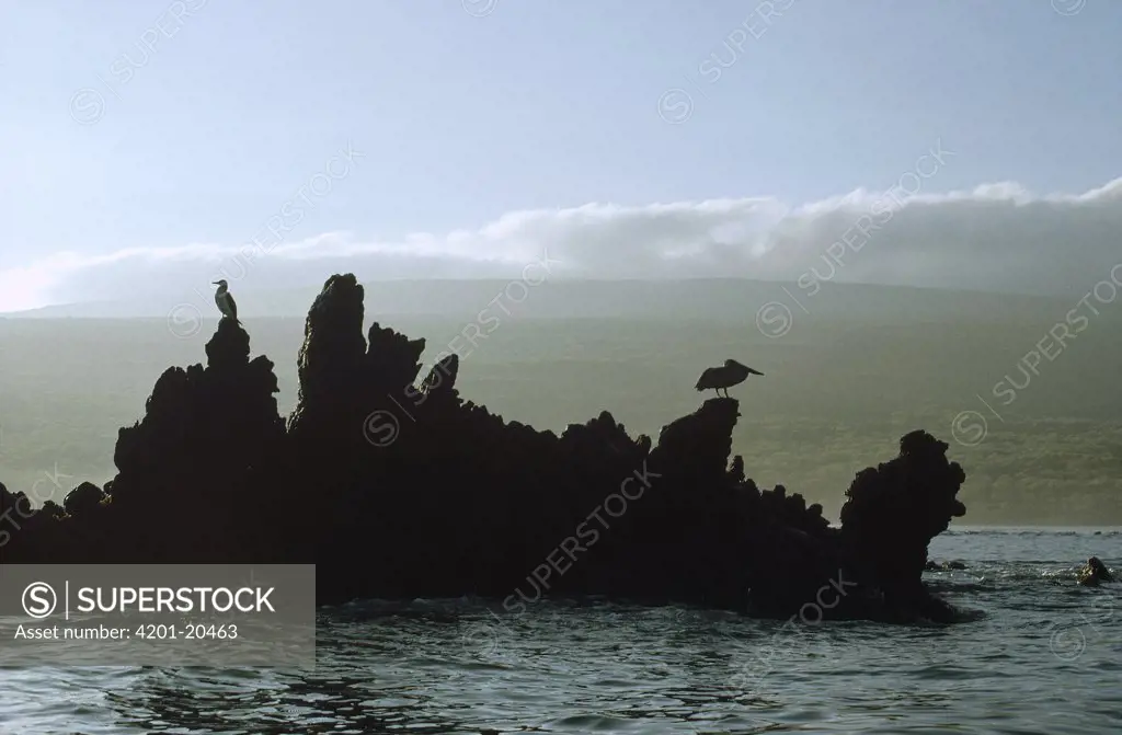 Brown Pelican (Pelecanus occidentalis) and Booby silhouetted on jagged lava shoreline, Urvina Bay, Isabella Island, Galapagos Islands, Ecuador