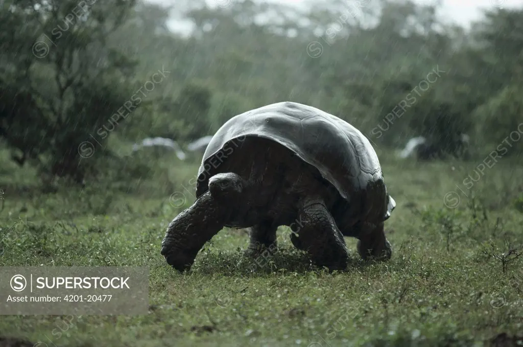 Galapagos Giant Tortoise (Geochelone nigra) in rainy season downpour on caldera floor, Alcedo Volcano, Isabella Island, Galapagos Islands, Ecuador