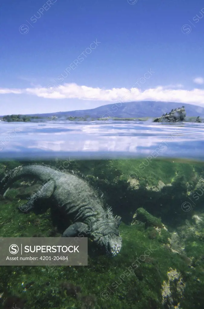 Marine Iguana (Amblyrhynchus cristatus) underwater feeding on algae in tidal shallows, Punta Espinoza, Fernandina Island, Galapagos Islands, Ecuador