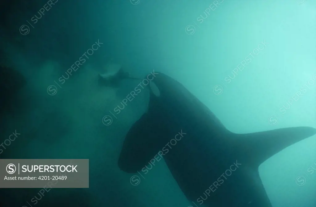 Orca (Orcinus orca) male eating Stingray (Dasyatis sp), Santa Cruz Island, Galapagos Islands, Ecuador