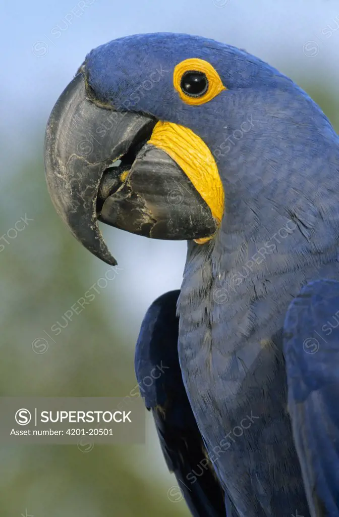 Hyacinth Macaw (Anodorhynchus hyacinthinus) portrait, Pantanal ecosystem, Brazil