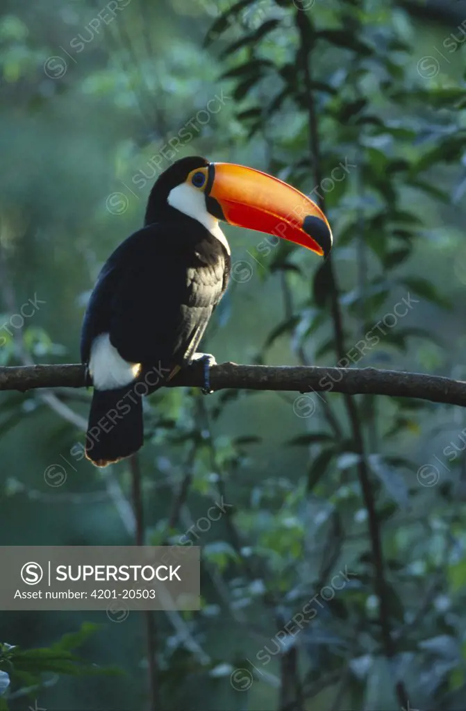 Toco Toucan (Ramphastos toco) portrait in tree, Pantanal ecosystem, Brazil