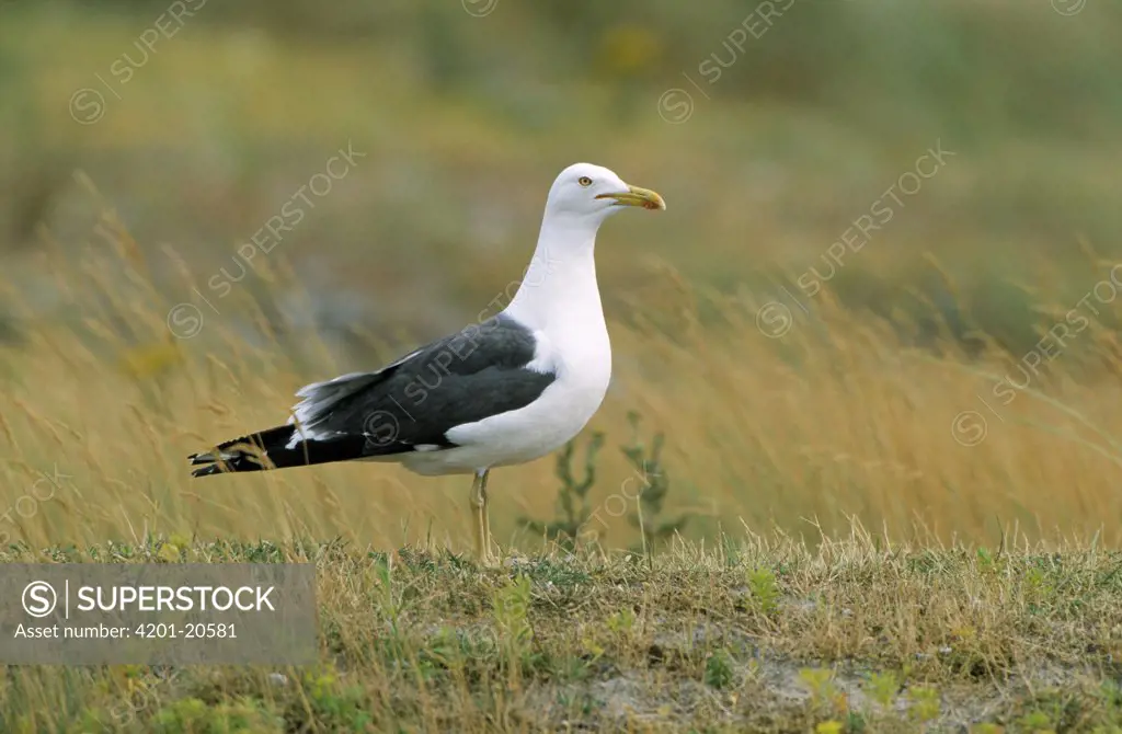 Lesser Black-backed Gull (Larus fuscus) standing among wind-blown grasses, Europe