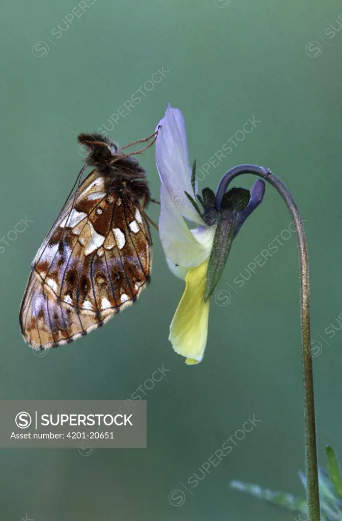 Weaver's Fritillary (Clossiana dia) adult on Pansy (Viola lutea), Europe