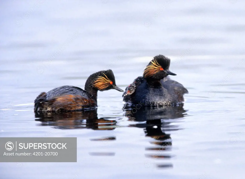 Eared Grebe (Podiceps nigricollis) parent, one with chick on back, Europe