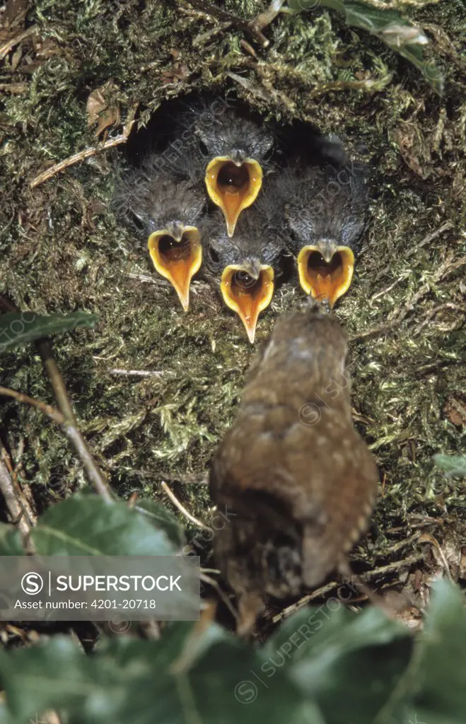 Winter Wren (Troglodytes troglodytes) parent at nest with four hungry chicks, Europe