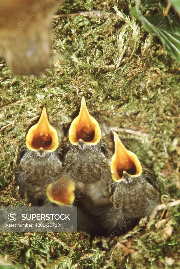 Winter Wren (Troglodytes troglodytes) chicks in nest, Europe