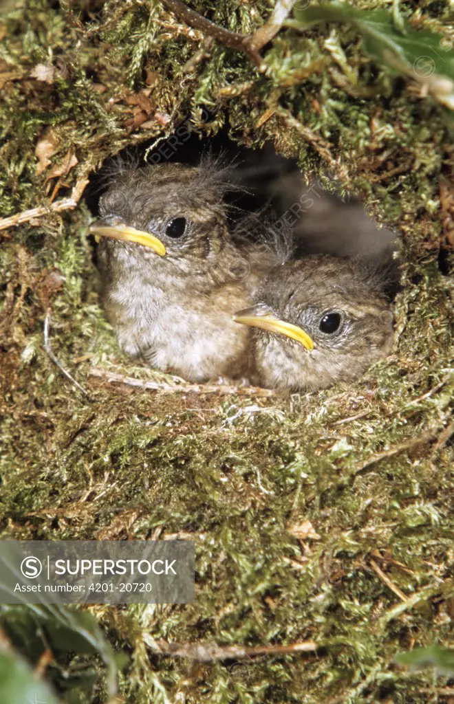 Winter Wren (Troglodytes troglodytes) young at nest entrance, Europe
