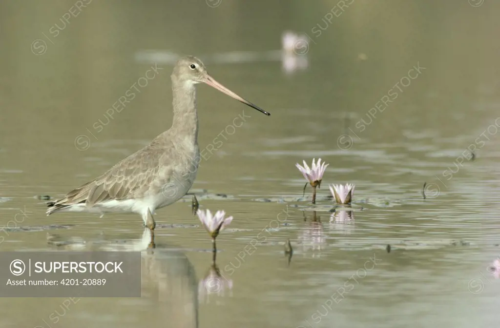 Black-tailed Godwit (Limosa limosa) wading through water with water lilies, Europe