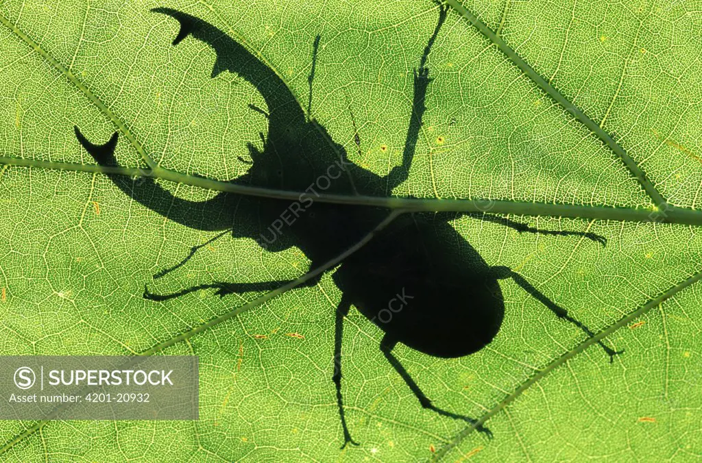Stag Beetle (Lucanus cervus) silhouette of male stag beetle on leaf, Europe