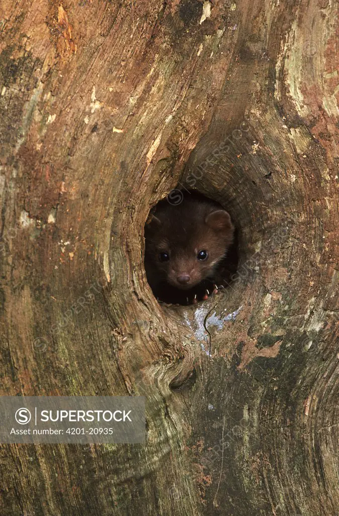 Pine Marten (Martes martes) young looking out of tree hole, Europe