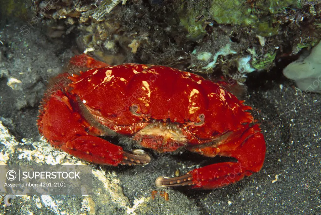 Splendid Pebble Crab (Etisus splendidus) photographed at night, Bali, Indonesia