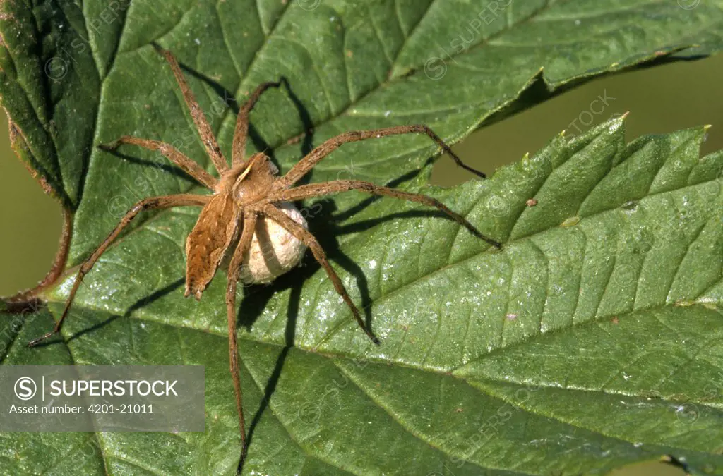 Nursery-web Spider (Pisaura mirabilis) female carrying egg sac, Europe