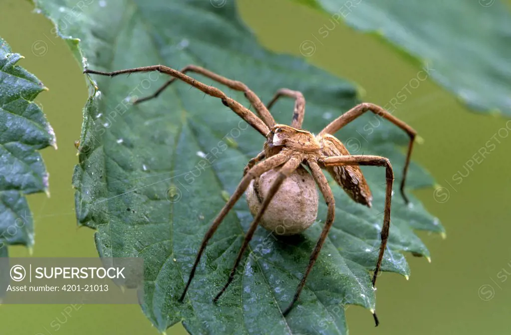 Nursery-web Spider (Pisaura mirabilis) female carrying egg sac, Europe