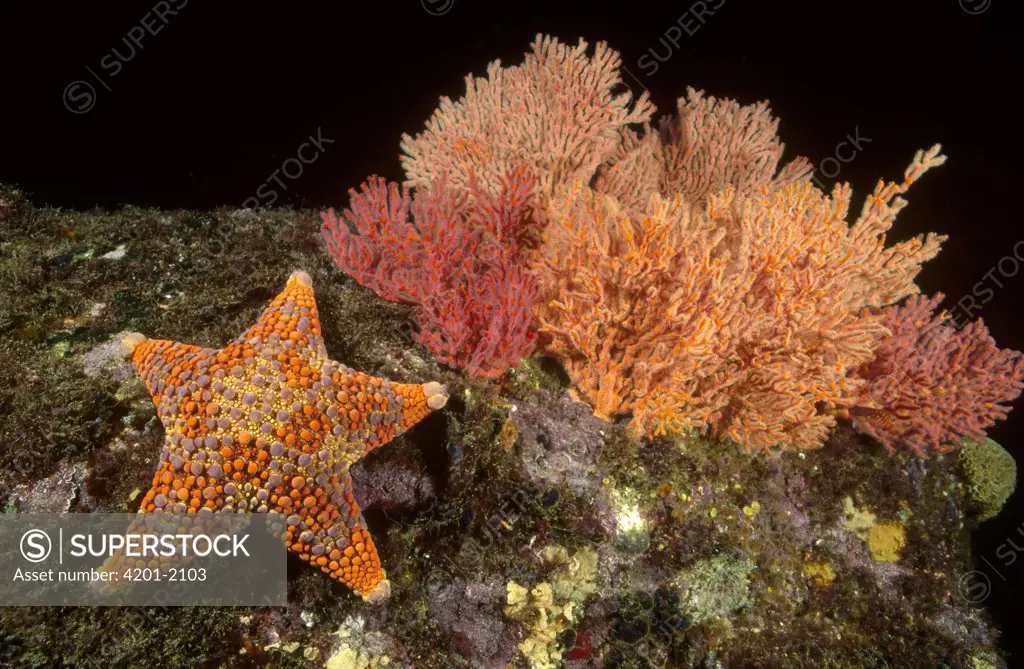 Firebrick Sea Star (Asterodiscides truncatus) crawling past a Gorgonian Coral (Mopsella sp), Jervis Bay, New South Wales, Australia