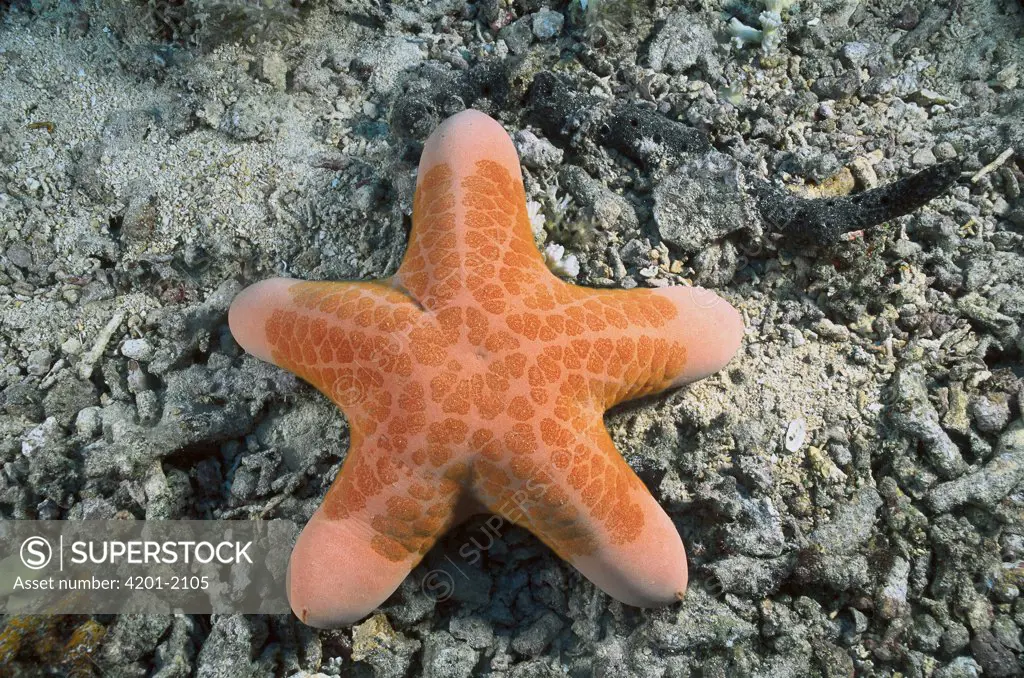 Granulated Sea Star (Choriaster granulatus), Kimbe Bay, Papua New Guinea